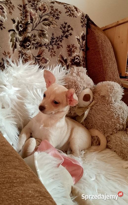 Chihuahua chłopiec Szczucin