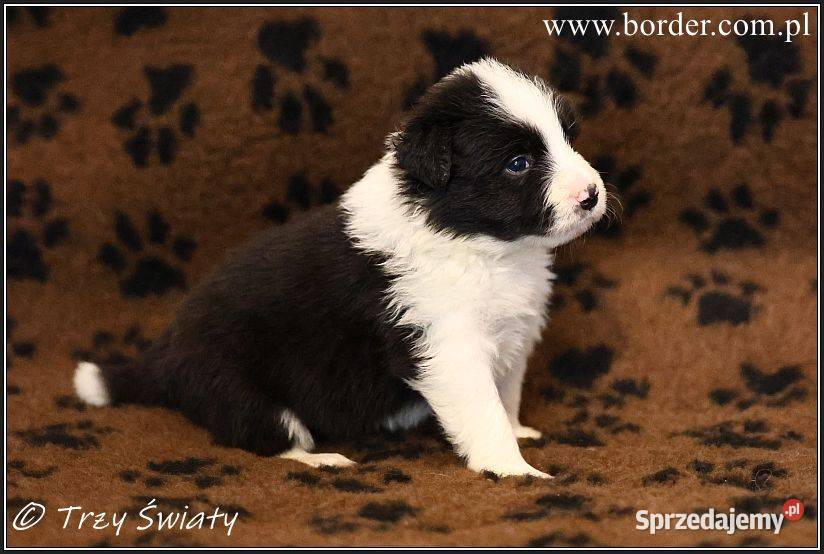 psy szczeniaki Border Collie ZKwP FCI wielkopolskie