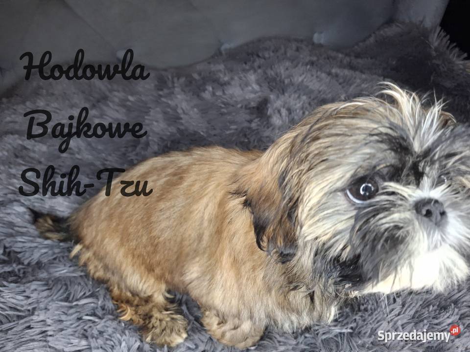 Szczeniaczki shih tzu suczki pieski czekoladowe sprzedam