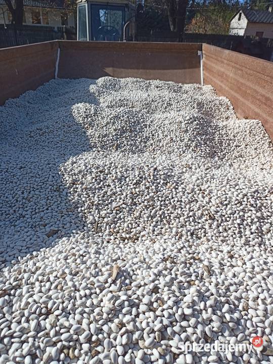 Jas karlowy sprzedam