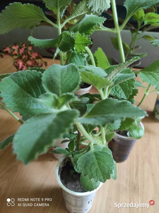 Sprzedam nadwyżki mięty meksykańskiej lubelskie Lublin