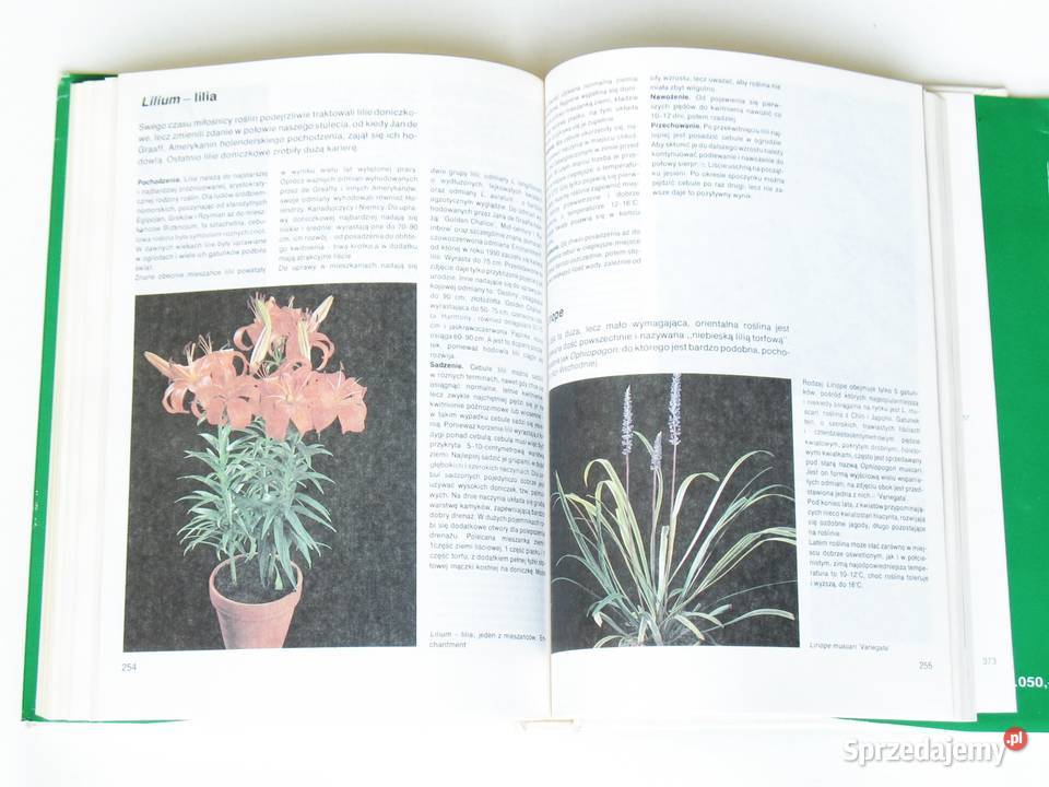 Mieszkamy wśród kwiatów Margot Schubert Rob Poradniki, albumy i reportaże Kraków