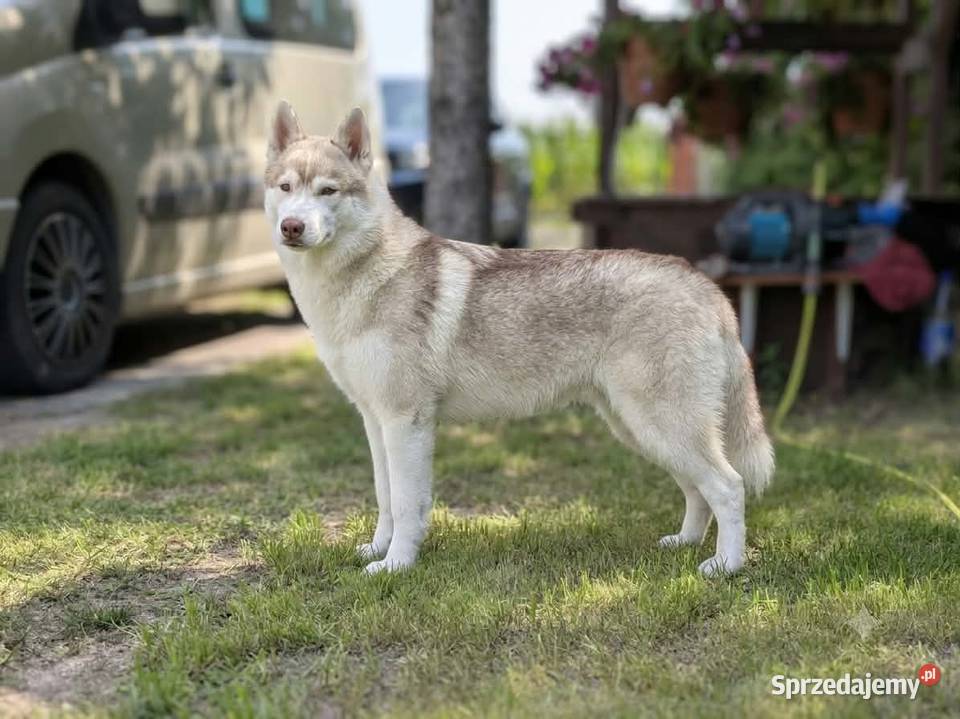 Siberian husky boy 4 miesięczny Racibórz