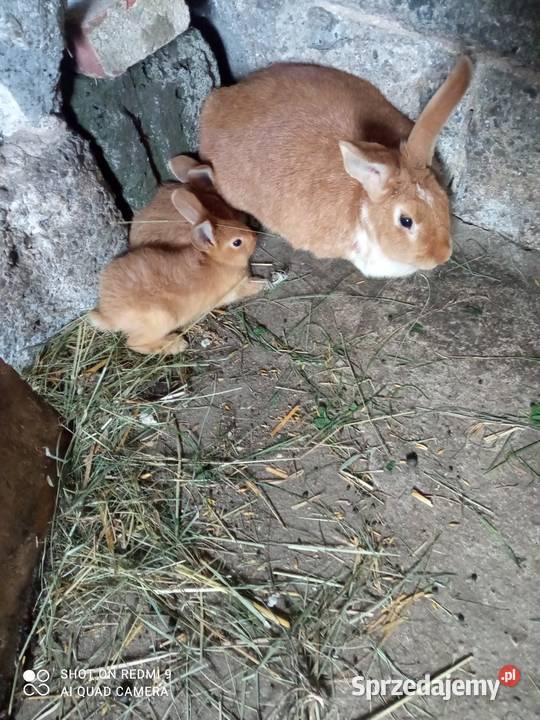 Zwierzęta króliki Rolnictwo Radomyśl Wielki