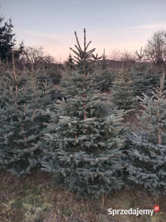 Choinki Świerk Srebrny Zwykły Duży Wybór Cięte Chełm