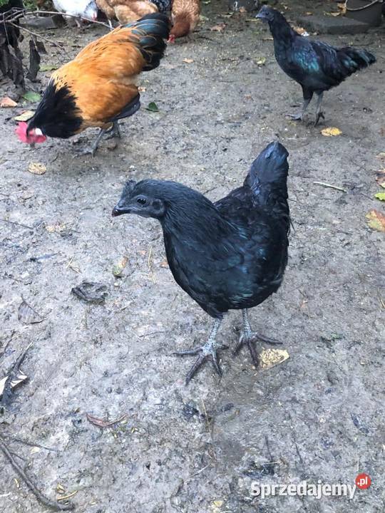 Kury i koguty Ayam Cemani koguty Vorwerk podkarpackie