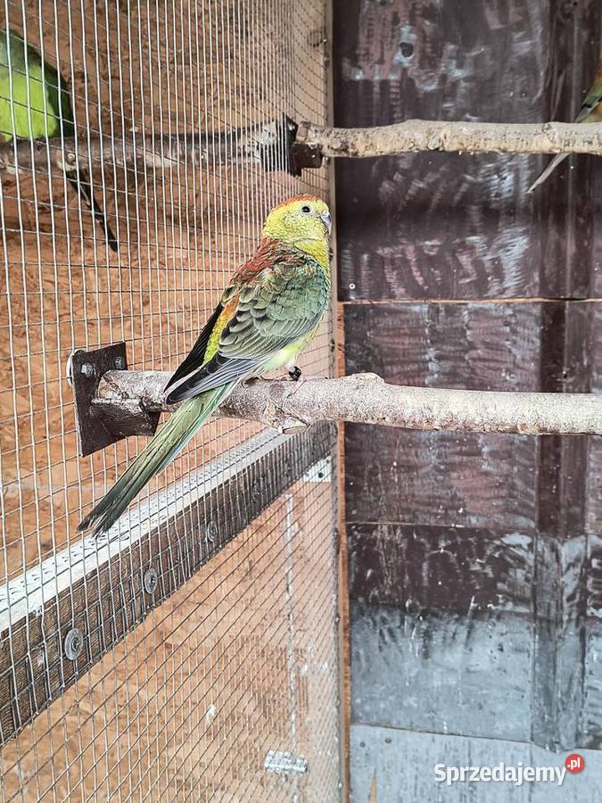 Świergotki seledynowe Racibórz sprzedam