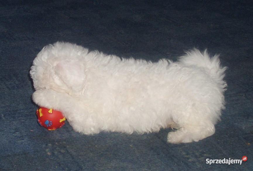 Bolończyk szczeniaczek Gdańsk sprzedam