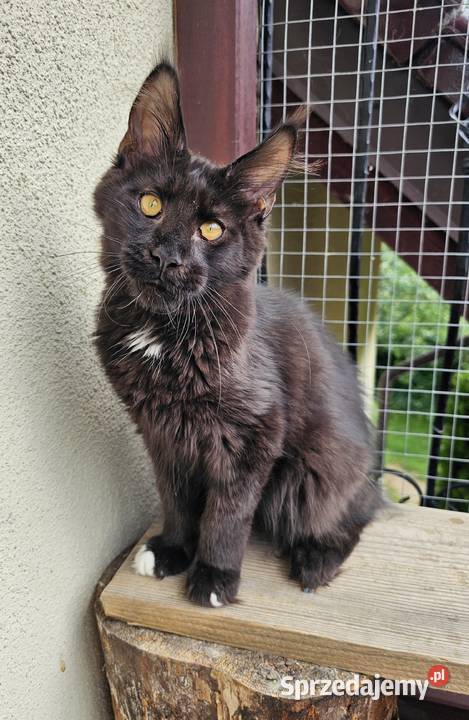 przymilny duży Maine Coon FPL Gdańsk