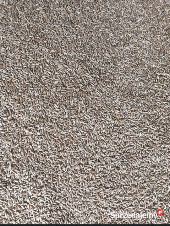 Jęczmień jary adwokat mazowieckie Chechły sprzedam