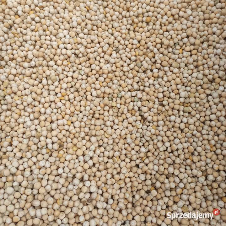 Groch Salamanca Zboża Baranów Sandomierski