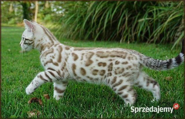 Kocurek Bengalski Snow Lynx Gotowy do odbioru Dzierżoniów