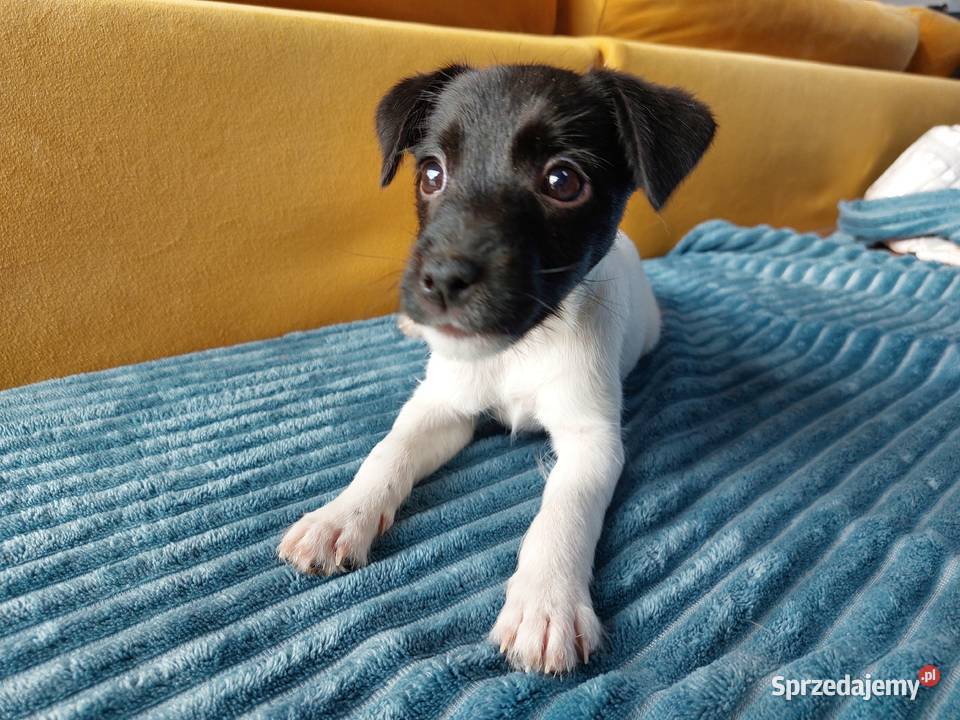 Parson russell terrier suczka szczenię Wrocław