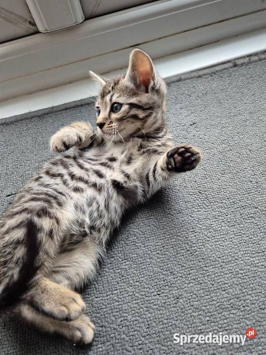 Piękne kocięta bengalskie Krakowiany sprzedam