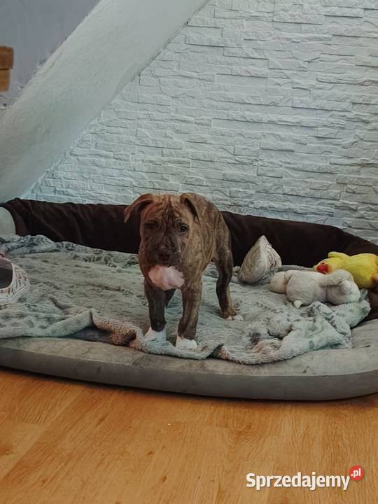 Piękny amstaff