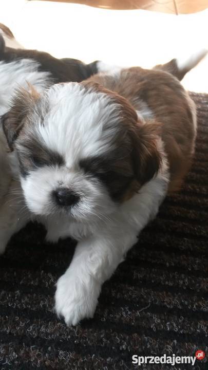 Shih Tzu Psy Ełk