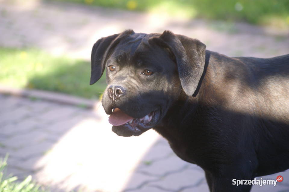 Cane Corso FCI suczka zagraniczne krycie Kielce