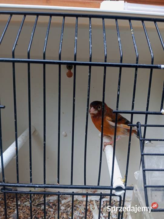 Sprzedam nierozłączki i bastardy Ptaki małopolskie Gródek nad Dunajcem