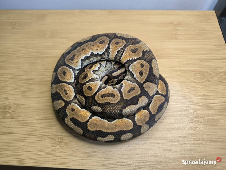 Pyton królewski Cinnamon Enchi Makowiec
