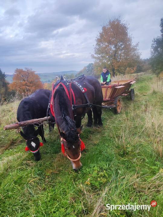 Sprzedam wóz konny wasąg Łęka