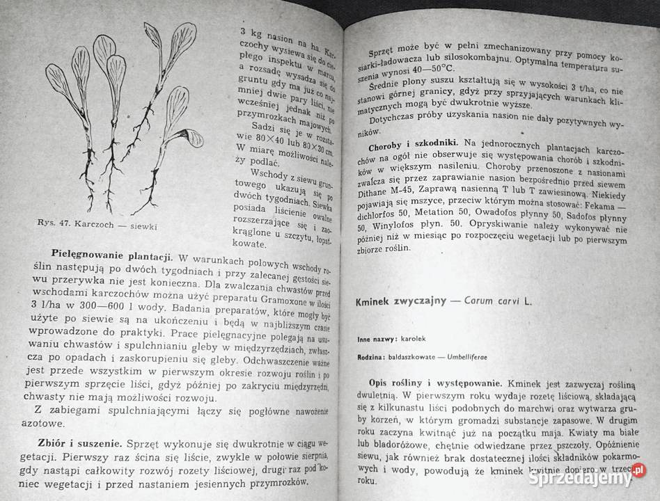 Poradnik plantatora ziół Antonina Chełm