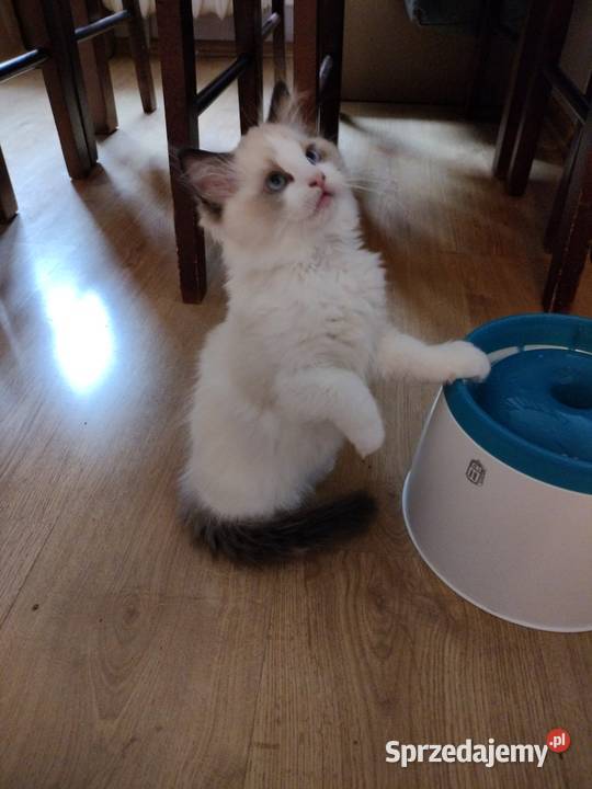 Piękneprzttulaśne kocięta Żarów