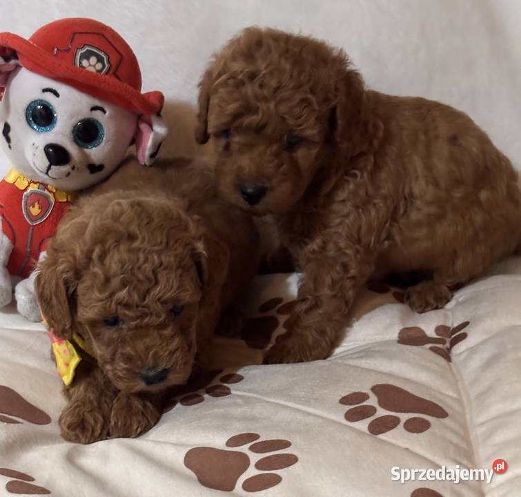 Pudel toy piękne szczeniaki red małych rodzicach