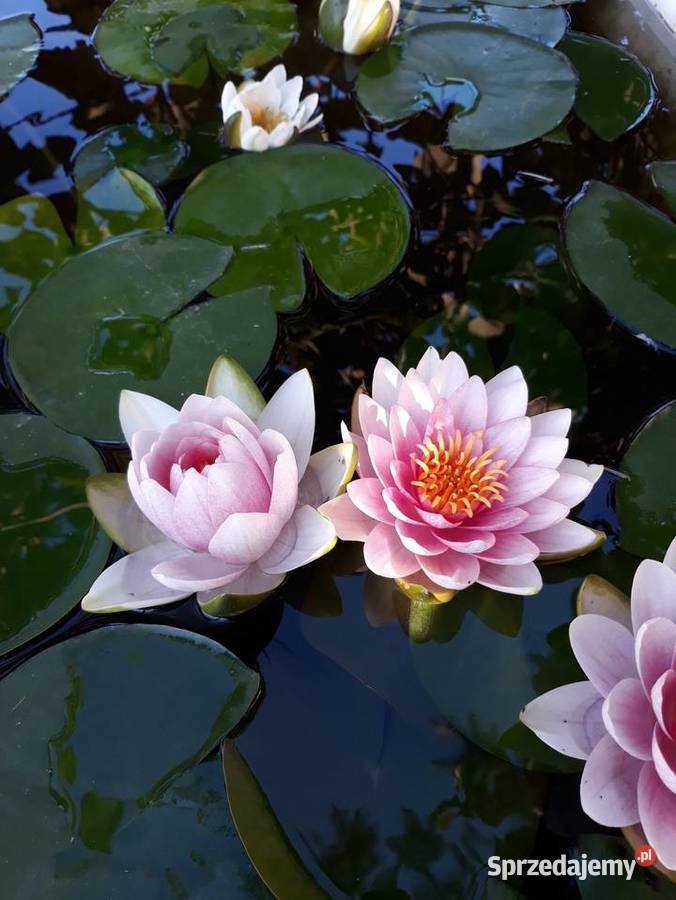 Lilie wodne nenufar podkarpackie Sarzyna