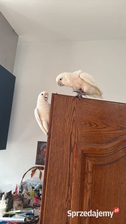 Kakadu Białooka Goffini Kakadu Ręcznie Poznań