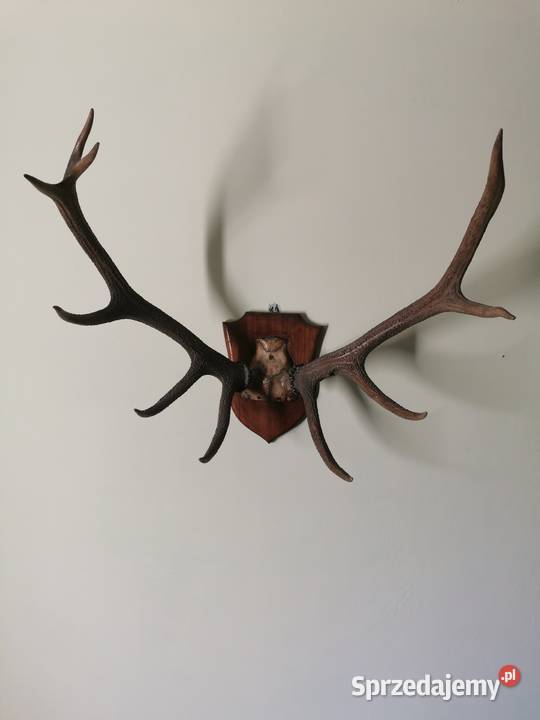 poroże jelenia na desce Wrocław