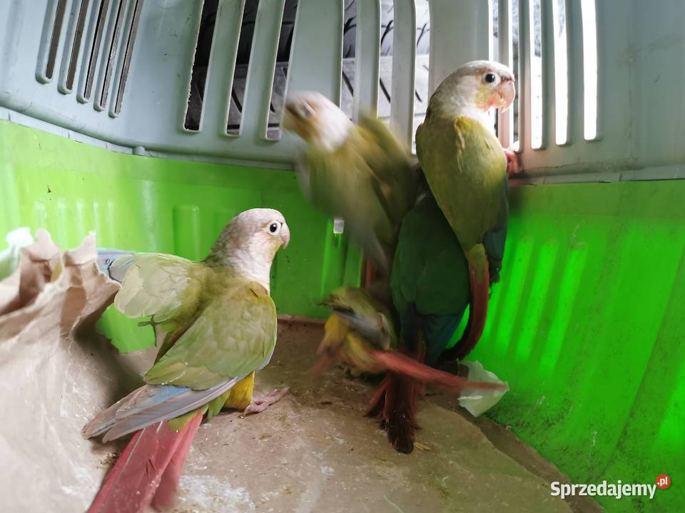 Rudosterka Rudisterki Pineaple Rozne Ptaki Poznań