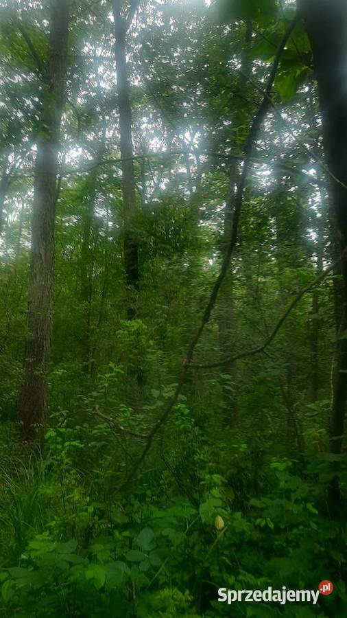 Sprzedam 2 działki rolno leśne las budowlana 17m Kolonia Giżyce