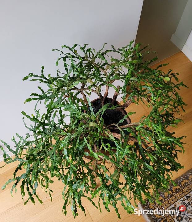 Zygokaktus grudnik Szlumbergera kaktus mazowieckie Warszawa