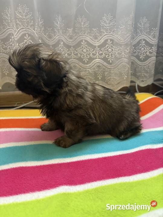 Piesek pekińczyk Lipsko