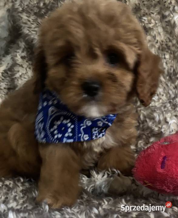 Malutkie Cavapoo szczeniaki piękne Bielany Wrocławskie