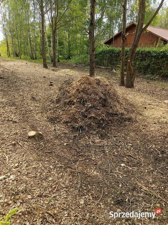 Rozdrabnianie gałęzi usługi rębakiem Moczydłów