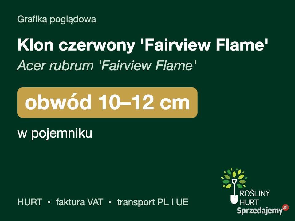 Klon czerwony Fairview Flame obwód 1012 w sprzedam