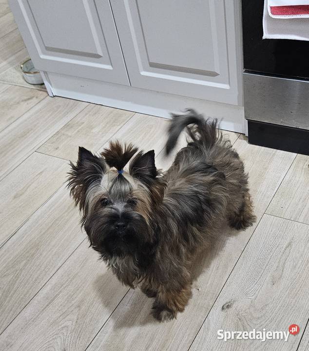 Śliczny piesek York Ocean Pearl Unikatowe Cudo Opole sprzedam