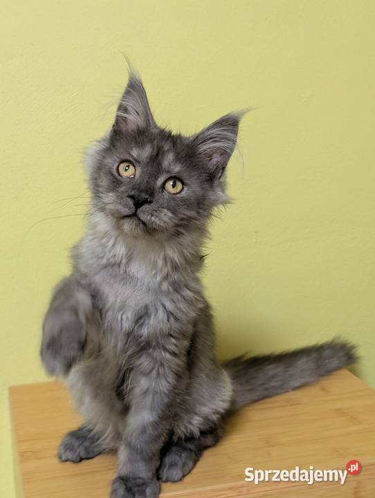 Euforia czarna dymna kotka Maine Coon Tica Pszczyna