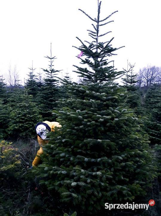Jodła Kaukaska Nordmann cięta choinki HURT z Pozostałe Warszawa sprzedam