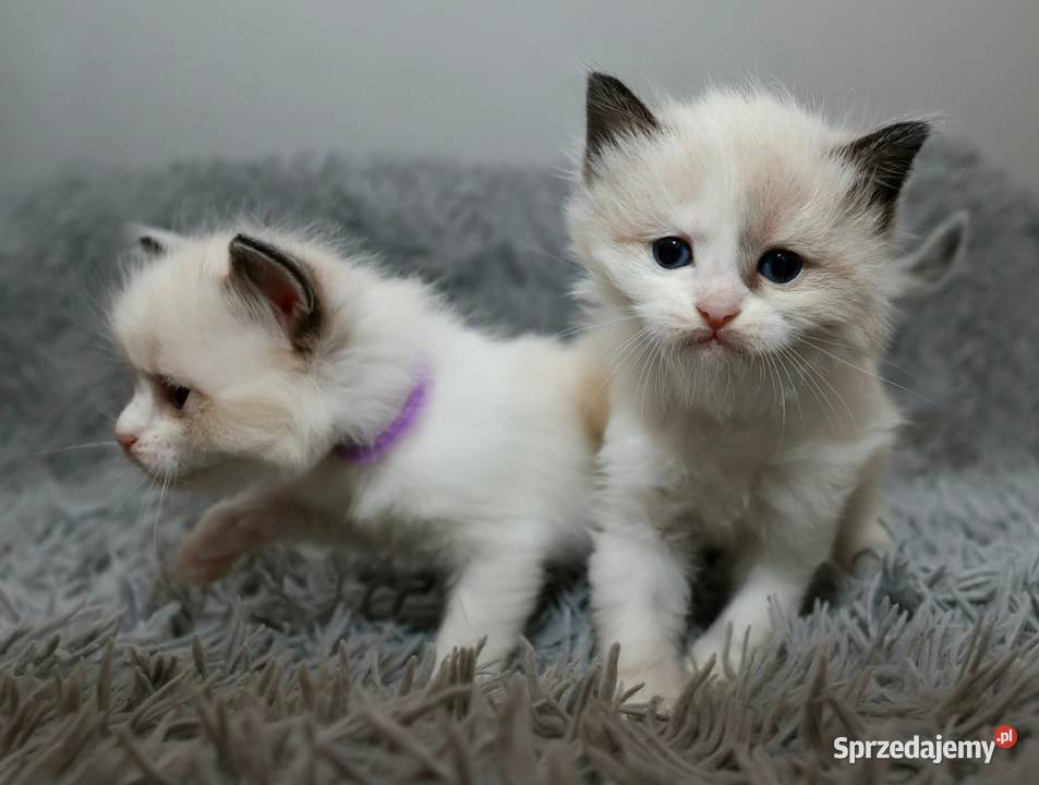 Ragdoll dwaj bracia bicolor