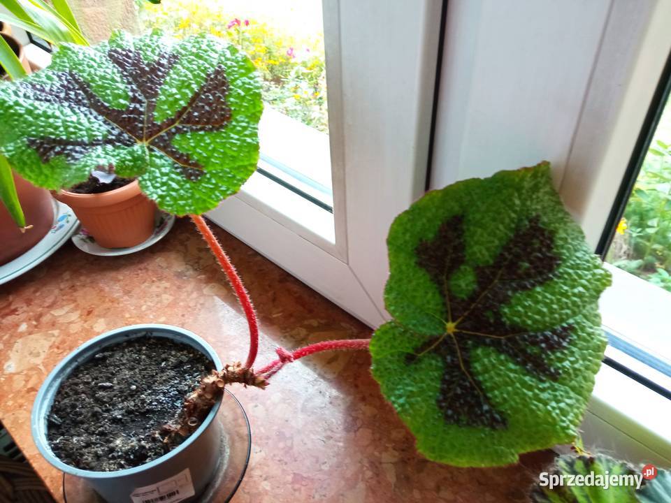 Begonie moje begonie Białystok sprzedam