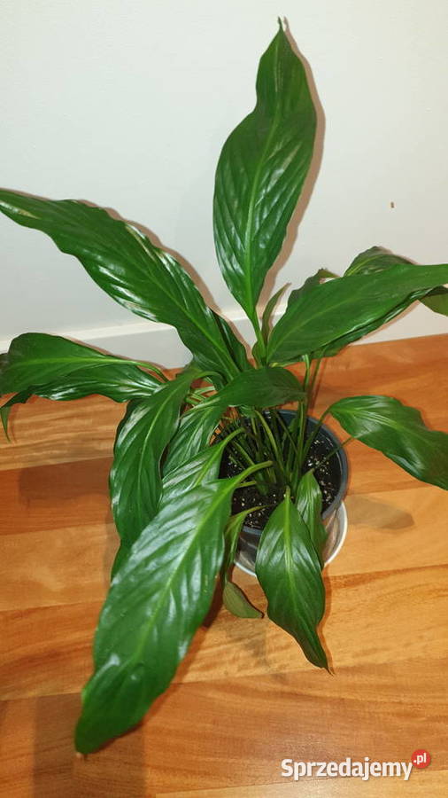 Skrzydłokwiat duży wysoki na 48 mazowieckie Warszawa