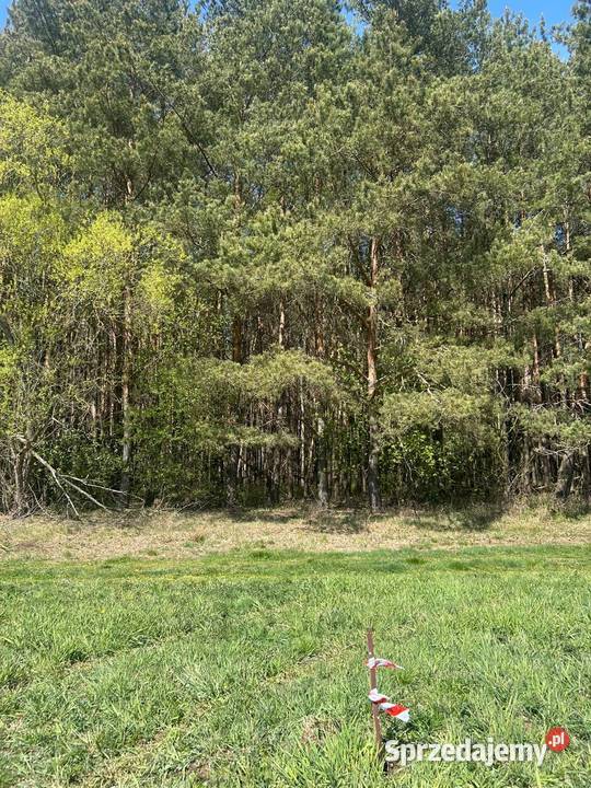 PRYWATNY LAS DZIAŁKA 6037 m WŁOCHÓWKA GMINA Sprzedaż Włochówka