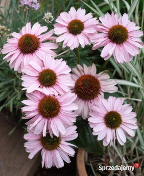 JEŻÓWKA SUNSEEKERS BLUSH sadzonki w doniczkach Ustronie