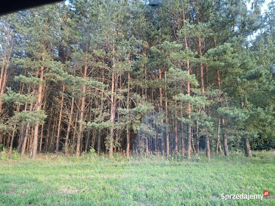 Sprzedam działkę z lasem o powierzchni 176h Radziki Duże