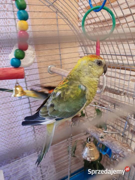 papugi świergotki papuga świergotka na sprzedaż Zagórów sprzedam
