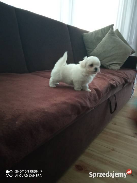 maltańczyki pieski Łódź