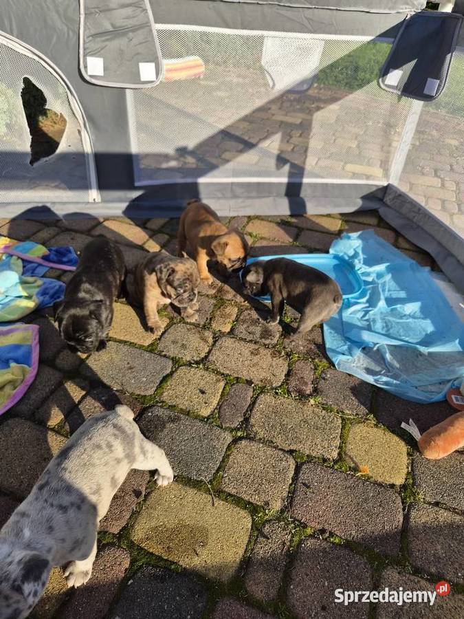 Buldogi francuskie podkarpackie sprzedam