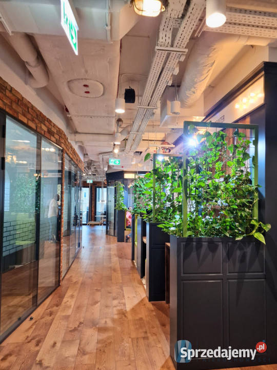 Lokal 50m2 Warszawa Tadeusza Czackiego biurowy Wynajem